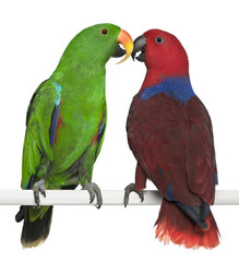 Male and Female Eclectus Parrots, Eclectus roratus