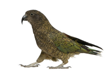 Naklejka premium Kea, Nestor notabilis, a parrot