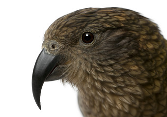 Portrait of Kea, Nestor notabilis