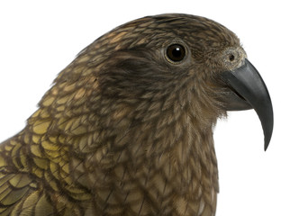 Portrait of Kea, Nestor notabilis