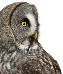 Close up of Great Grey Owl or Lapland Owl, Strix nebulosa