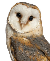Naklejka premium Portrait of Barn Owl, Tyto alba, in front of white background