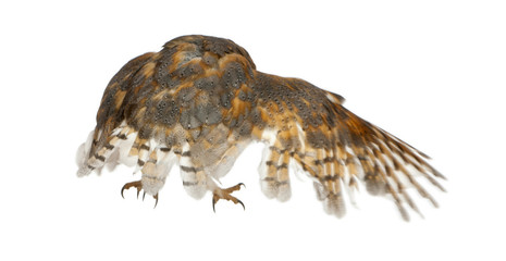 Barn Owl, Tyto alba, standing in front of white background