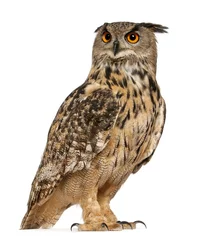 Crédence en verre imprimé Hibou Eurasian Eagle-Owl, Bubo bubo, une espèce de hibou grand-duc