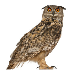 Portrait d& 39 Eurasian Eagle-Owl, Bubo bubo