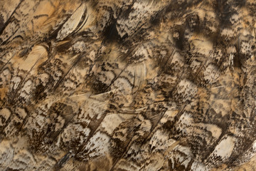 Close up of Eurasian Eagle-Owl, Bubo bubo