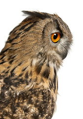 Close up of Eurasian Eagle-Owl, Bubo bubo