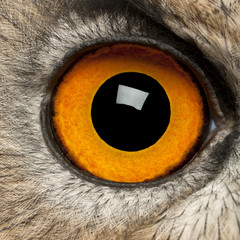 Portrait of Eurasian Eagle-Owl, Bubo bubo