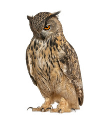 Naklejka premium Eurasian Eagle-Owl, Bubo bubo, a species of eagle owl