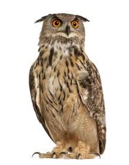 Papier Peint photo Lavable Hibou Eurasian Eagle-Owl , Bubo bubo , une espèce de grand-duc