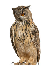Eurasian Eagle-Owl, Bubo bubo, a species of eagle owl