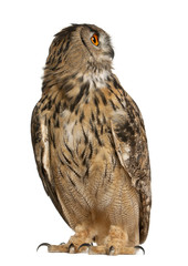 Naklejka premium Eurasian Eagle-Owl, Bubo bubo, a species of eagle owl