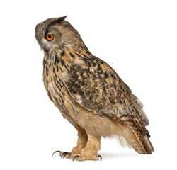 Eurasian Eagle-Owl, Bubo bubo, a species of eagle owl