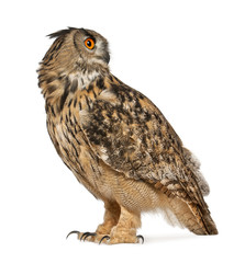 Eurasian Eagle-Owl, Bubo bubo, a species of eagle owl