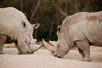 Fototapeta premium Face à face