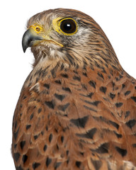 Portrait of Common Kestrel, Falco tinnunculus