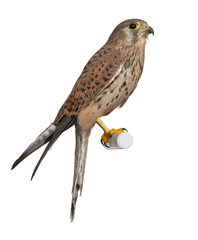 Common Kestrel, Falco tinnunculus