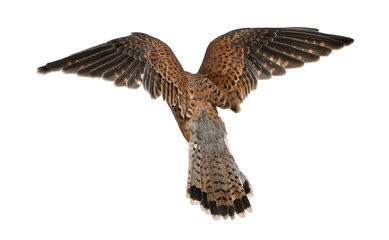 Common Kestrel, Falco tinnunculus, flying
