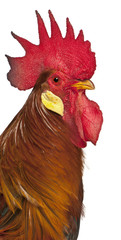 Portrait of Rooster Leghorn, in front of white background