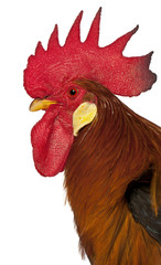 Close up of Rooster Leghorn, in front of white background