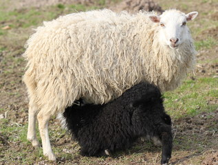 Weißes Skuddenschaf mit schwarzem Lamm