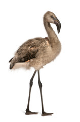 Portrait of Chilean Flamingo, Phoenicopterus chilensis