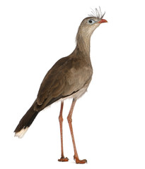 Portrait of Red-legged Seriema or Crested Cariama