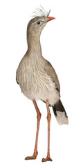 Red-legged Seriema or Crested Cariama, Cariama cristata