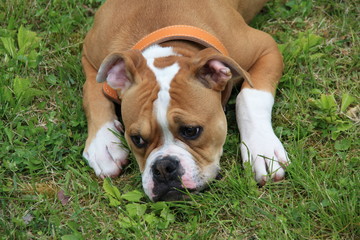 Beau bouledogue americain de face dans l'herbe américain