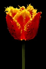 Crédence de cuisine en verre imprimé Tulipe tulipan