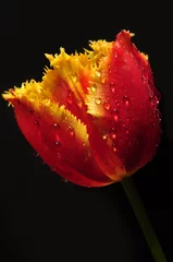 Papier Peint photo autocollant Tulipe tulipan