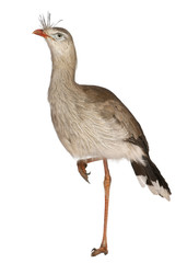 Red-legged Seriema or Crested Cariama, Cariama cristata
