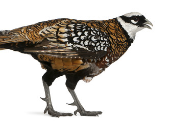 Male Reeves's Pheasant, Syrmaticus reevesii