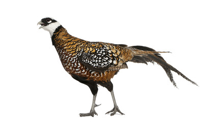 Male Reeves's Pheasant, Syrmaticus reevesii