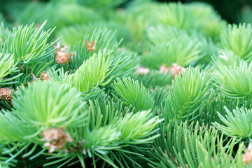 Fototapeta premium prickly branches of fir