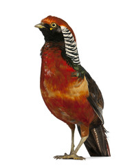 Male Golden Pheasant or 'Chinese Pheasant', Chrysolophus pictus