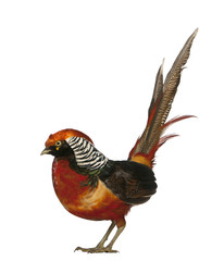 Male Golden Pheasant or 'Chinese Pheasant', Chrysolophus pictus