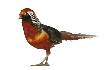 Male Golden Pheasant or 'Chinese Pheasant', Chrysolophus pictus