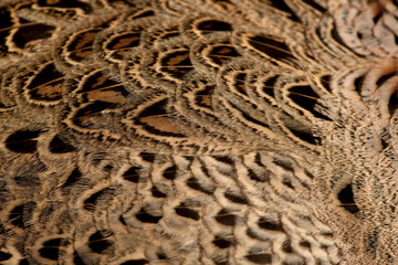 Close up of Female Golden Pheasant or 'Chinese Pheasant'