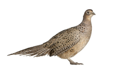 Portrait of Female Golden Pheasant or 'Chinese Pheasant'