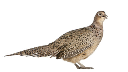 Portrait of Female Golden Pheasant or 'Chinese Pheasant'