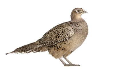 Female Golden Pheasant or 'Chinese Pheasant'