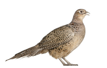 Female Golden Pheasant or 'Chinese Pheasant'