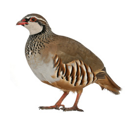 Portrait of Red-legged Partridge or French Partridge