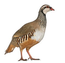 Red-legged Partridge or French Partridge, Alectoris rufa