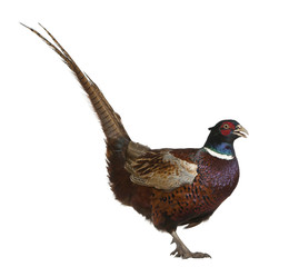 Male European Common Pheasant, Phasianus colchicus