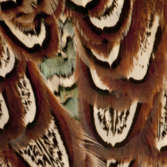 Close up of Male American Common Pheasant, Phasianus colchicus