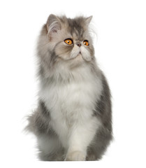 Persian cat, 7 months old,, sitting in front of white background