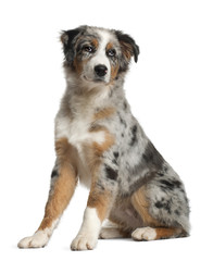 Portrait of Australian Shepherd, 5 months old, sitting