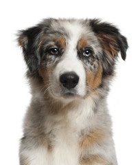 Portrait of Australian Shepherd, 5 months old